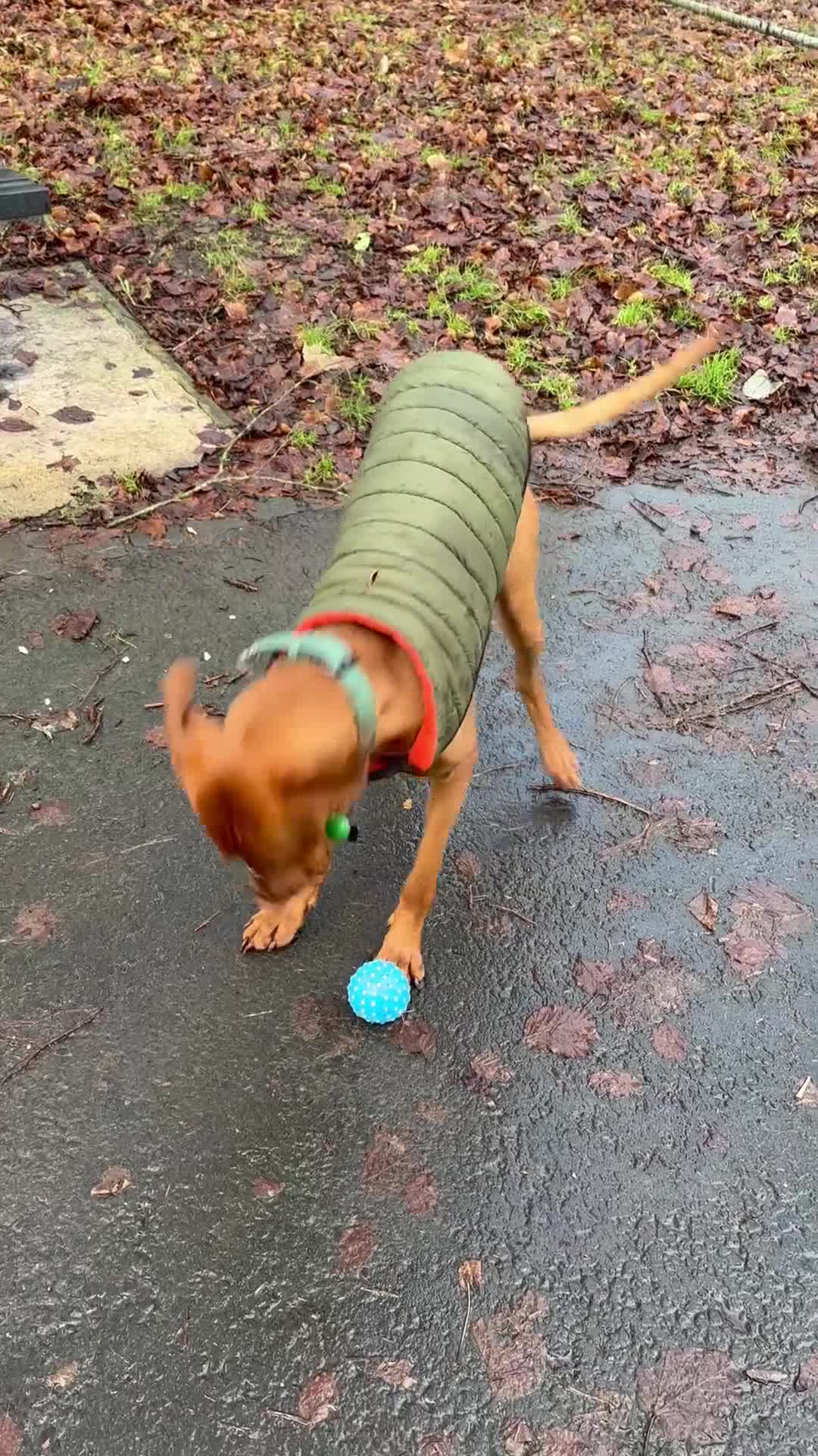 Hungarian Vizsla dogs for stud: Hungarian vizsla for stud (kc) - Video 2