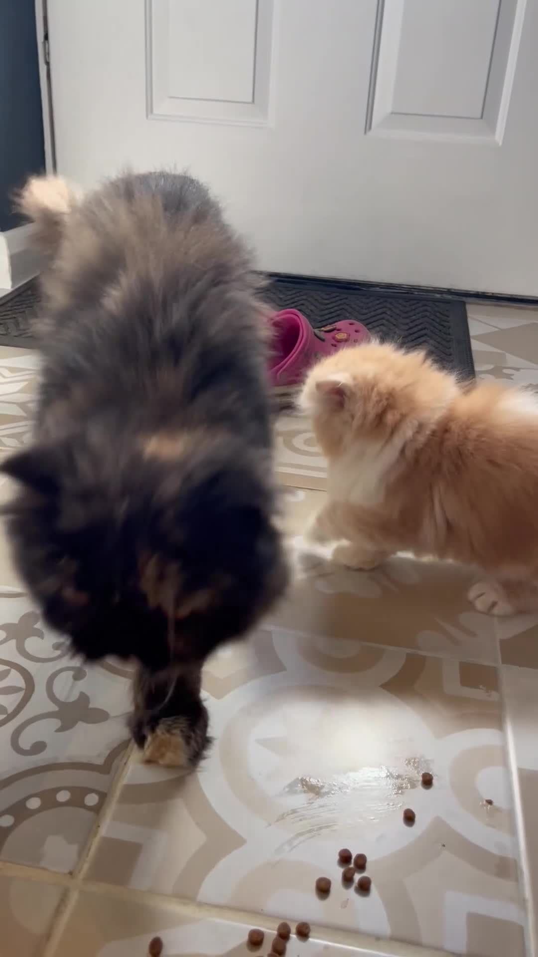 Persian cats for sale: Beautiful Pedigree Persians  - Video 3