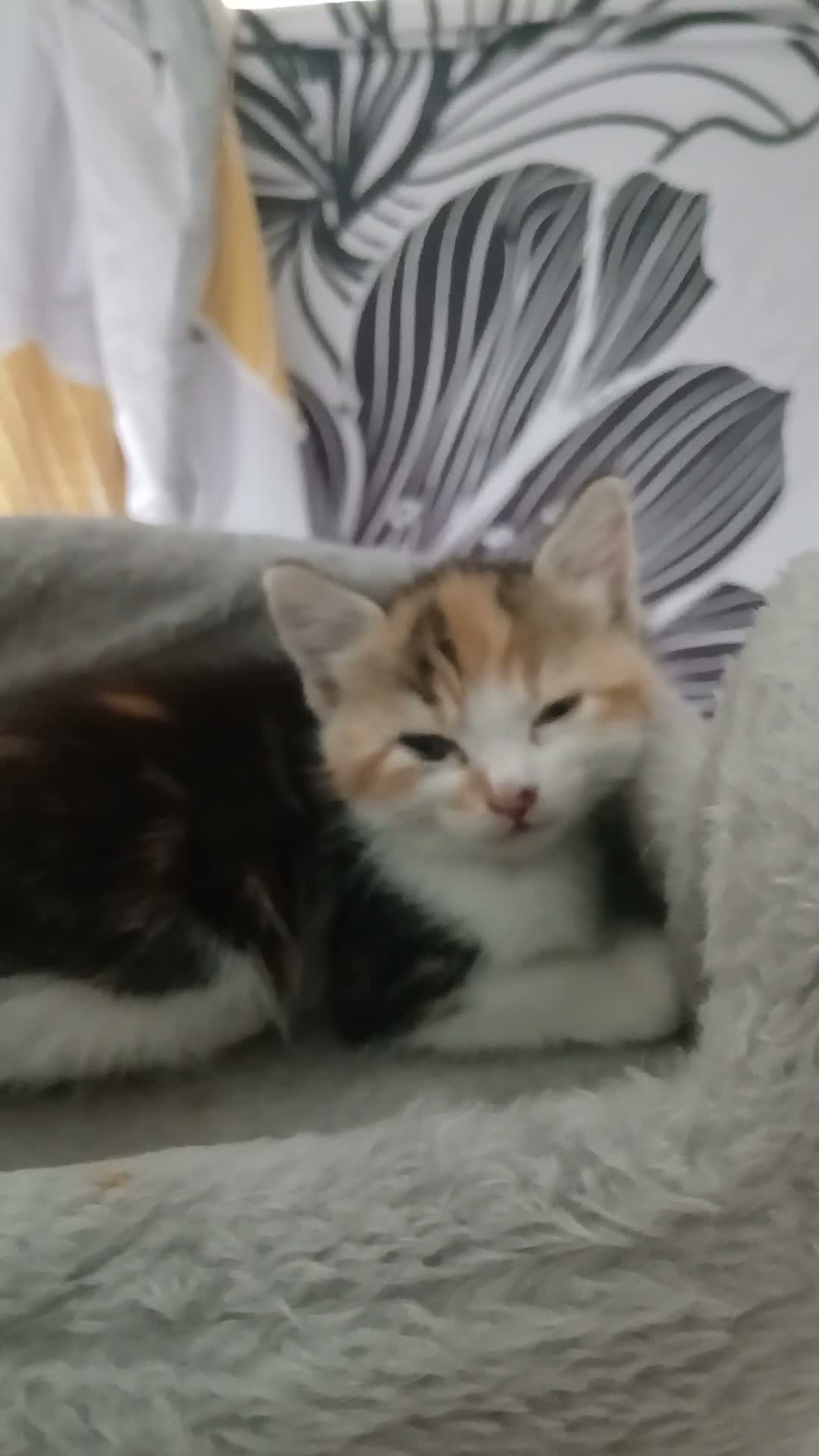 Mixed Breed cats for sale: 5 Beautiful kittens for sale - Video 1