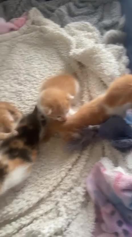 Mixed Breed cats for sale: Adorable kittens for sale  - Video 2