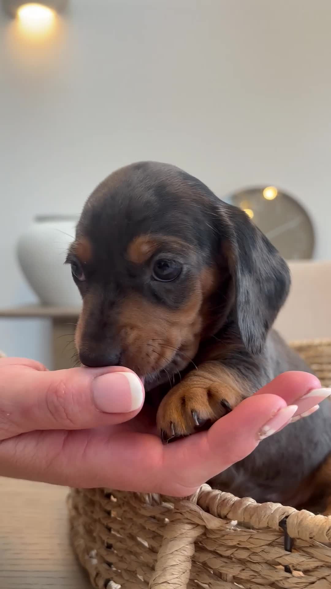 Miniature Dachshund dogs for sale: Stunning litter of miniature dachshunds - Video 1