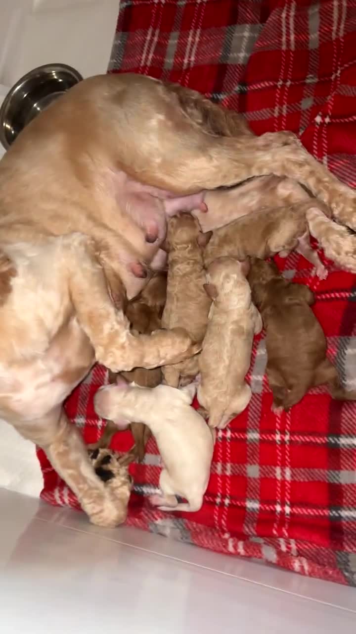 Cockapoo dogs for sale: Cockapoo puppies for sale  - Video 1