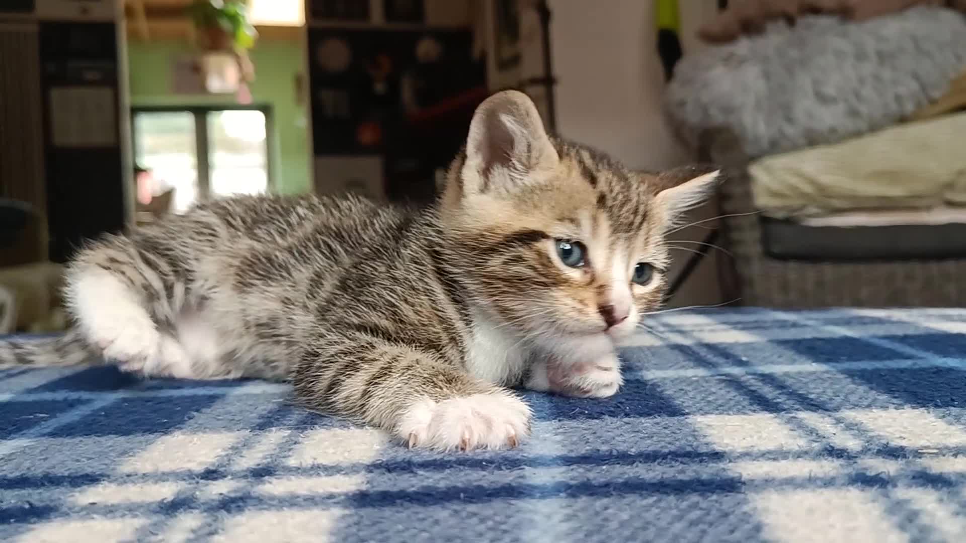 Mixed Breed cats for sale: Calico Mum, Tabby Dad kittens for sale - Video 1