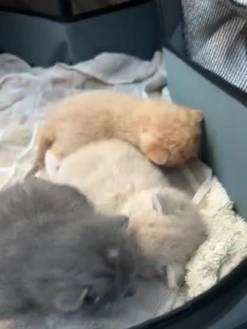 Mixed Breed cats for sale: 3 Rare coloured Fluffy kittens  in Birmingham - Video 4