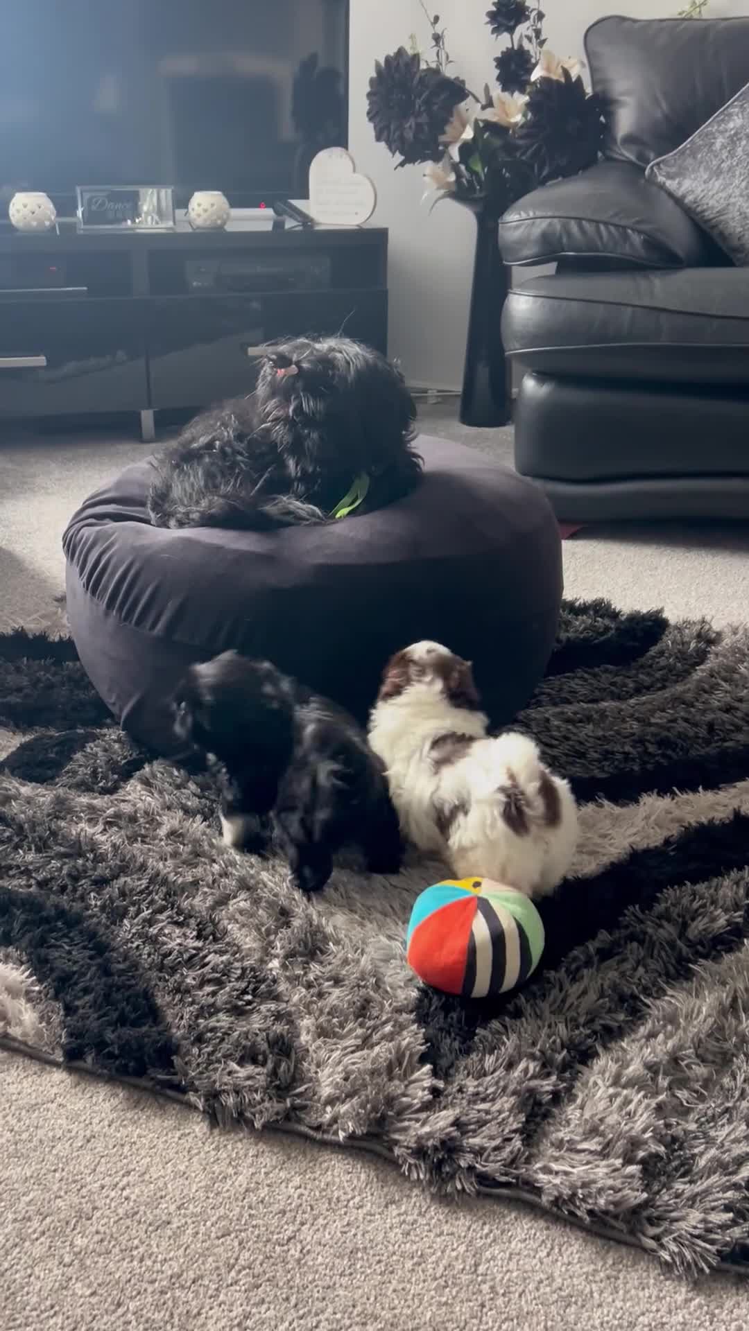 Shih Tzu dogs for sale: Delightful Imperial Shihtzu in Dronfield - Video 1