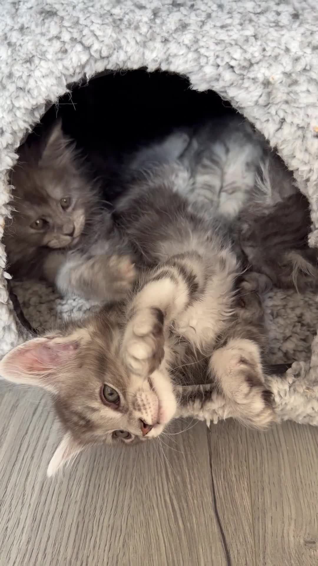 Maine Coon cats for sale: Pedigree Maine Coon Kittens, TICA Registered 🏆 - Video 3