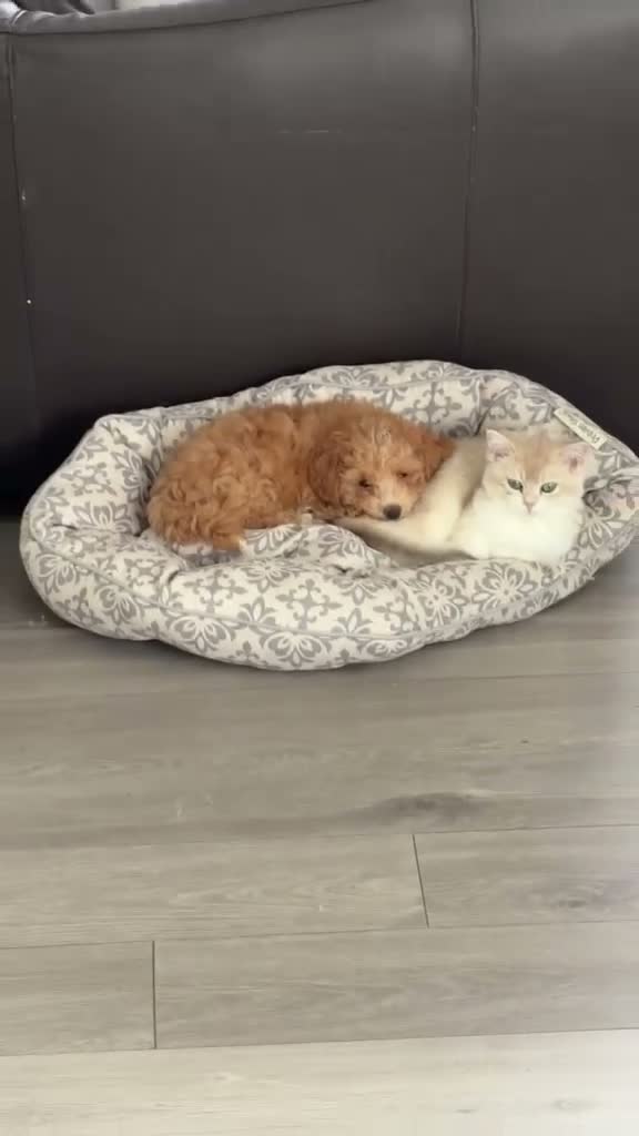 Maltipoo dogs for sale: Gorgeous Red Maltipoo Boys❤️ Ready Now! in Milton Keynes - Video 2