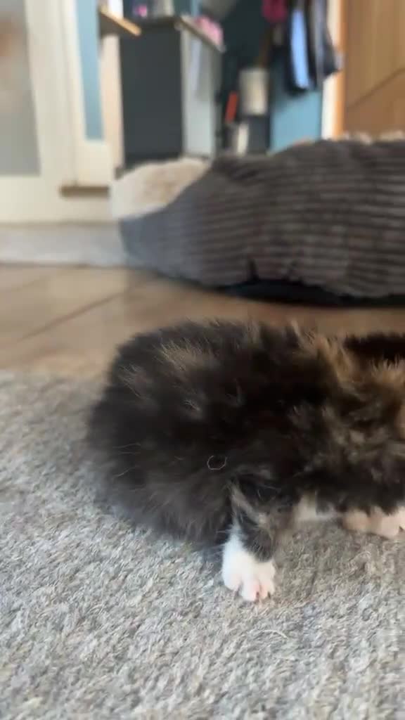 Mixed Breed cats for sale: Gorgeous tri coloured kittens - Video 3