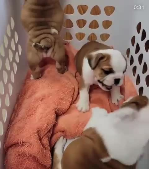 English Bulldog dogs for sale: Purebred English Bulldog Puppies ✨ - Video 1