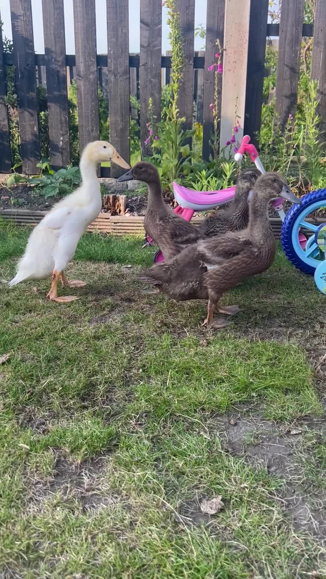 Mixed Breed birds for sale: 4 Ducks - Video 2