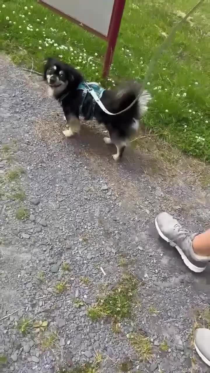 Mixed Breed dogs for adoption: RICKY - FOR ADOPTION  in Caernarfon - Video 1