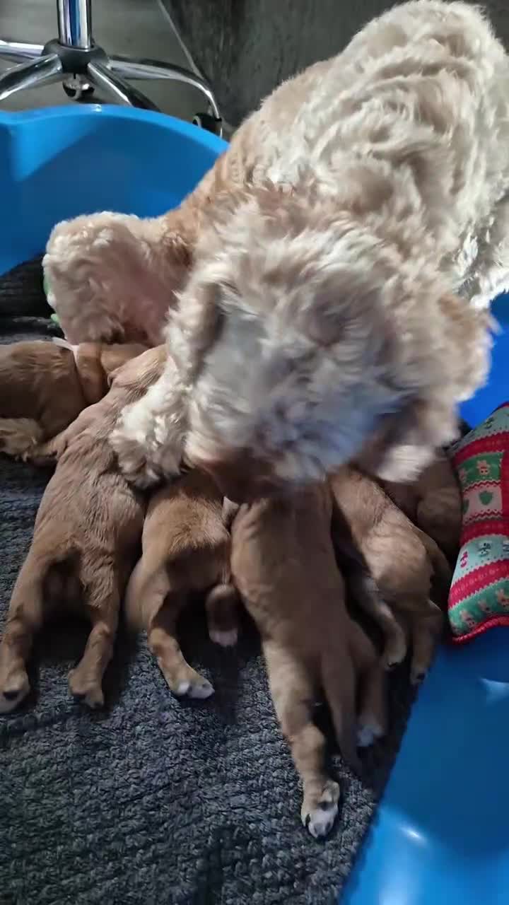 Cockapoo dogs for sale: F1 Cockapoo X Working Cocker Spaniel  - Video 3