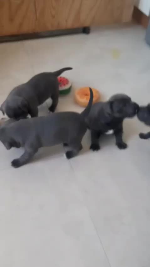 Staffordshire Bull Terrier dogs for sale: CHAMPION BLOOD LINES STOCKY BLUE STAFFY PUPS  - Video 2