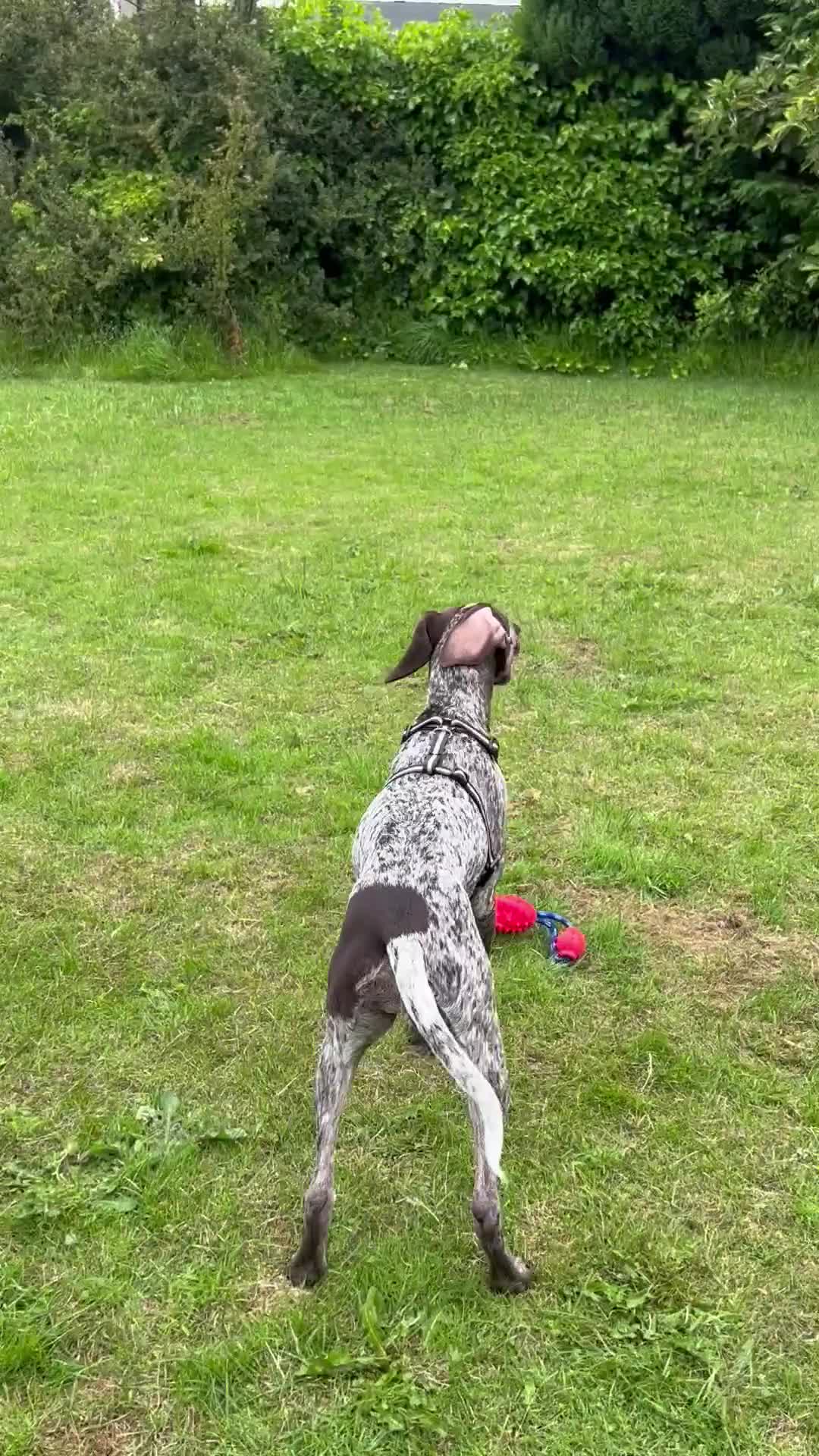 German Shorthaired Pointer dogs for sale: Hailey  - Video 1