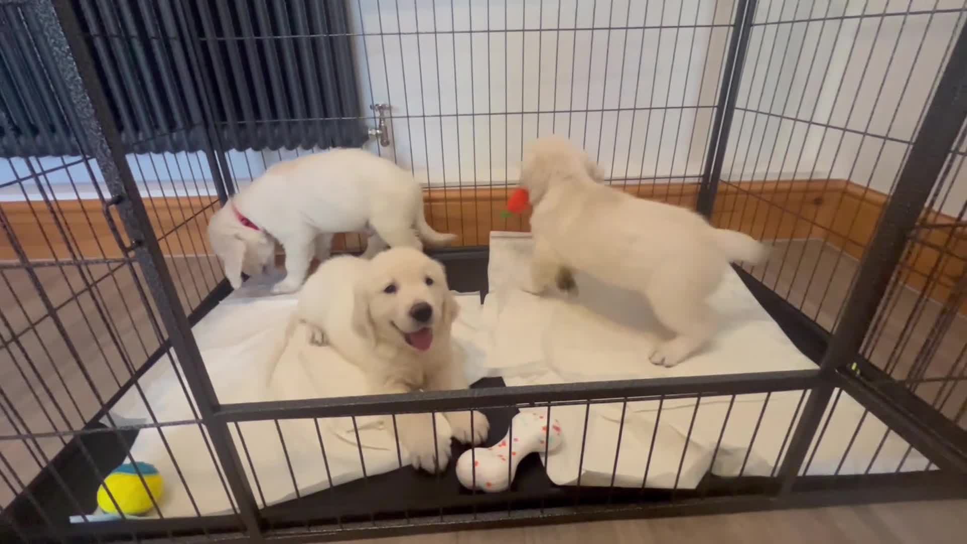 Golden Retriever dogs for sale: KC Old English Cream Golden Retrievers - Video 1
