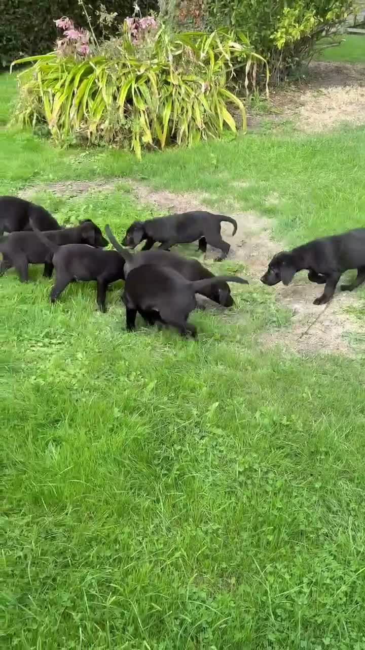 Labrador Retriever dogs for sale: Well bred KC Reg Labrador puppies - Video 3