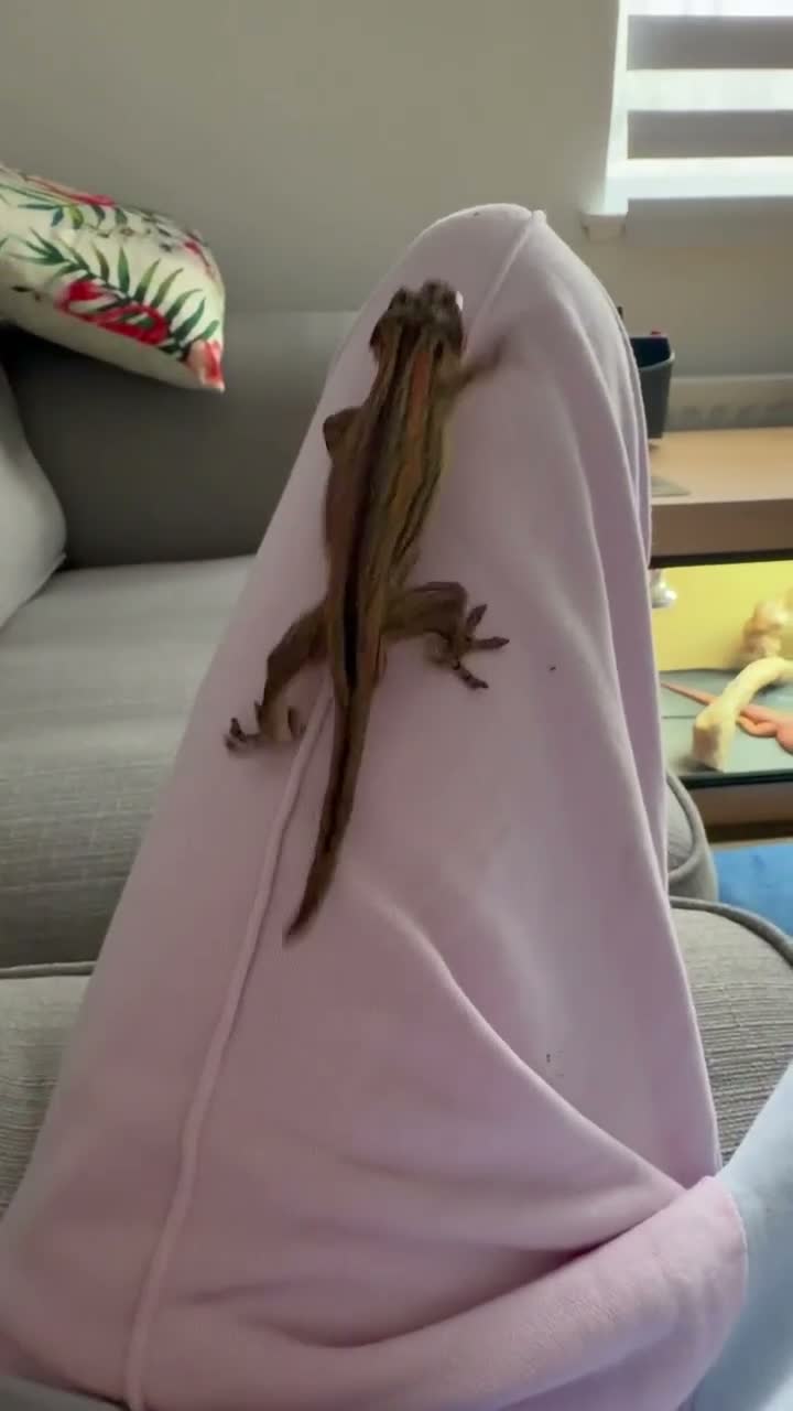 Gecko reptiles for sale: Gargoyle Gecko with enclosure  - Video 1
