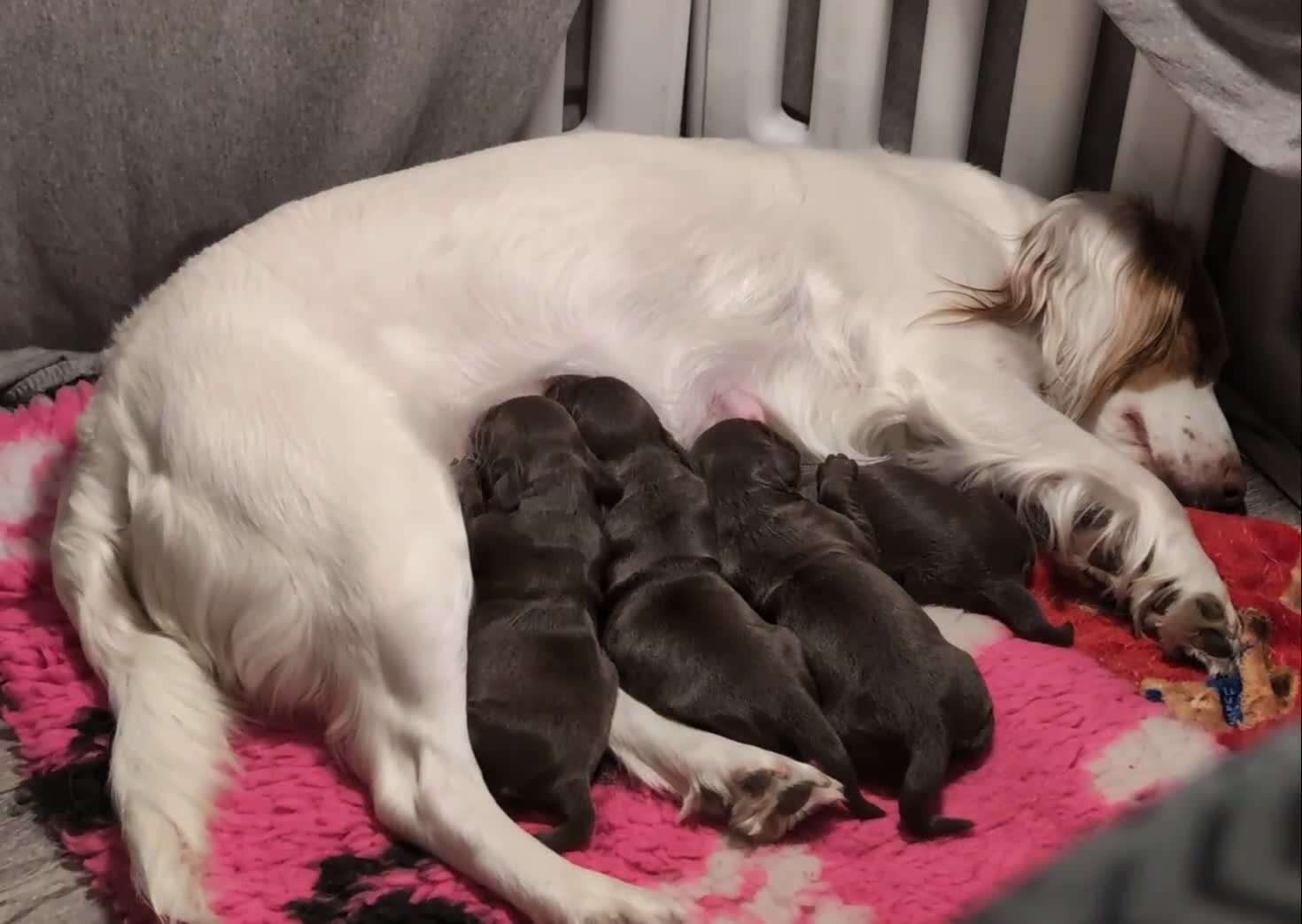 Cocker Spaniel dogs for sale: Working cocker puppies for sale  - Video 1