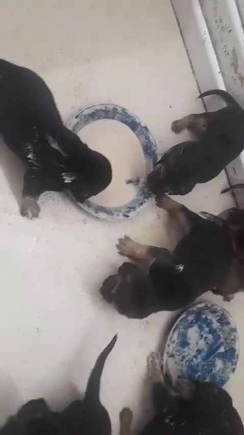 Bloodhound dogs for sale: Bloodhound Puppies - Video 2