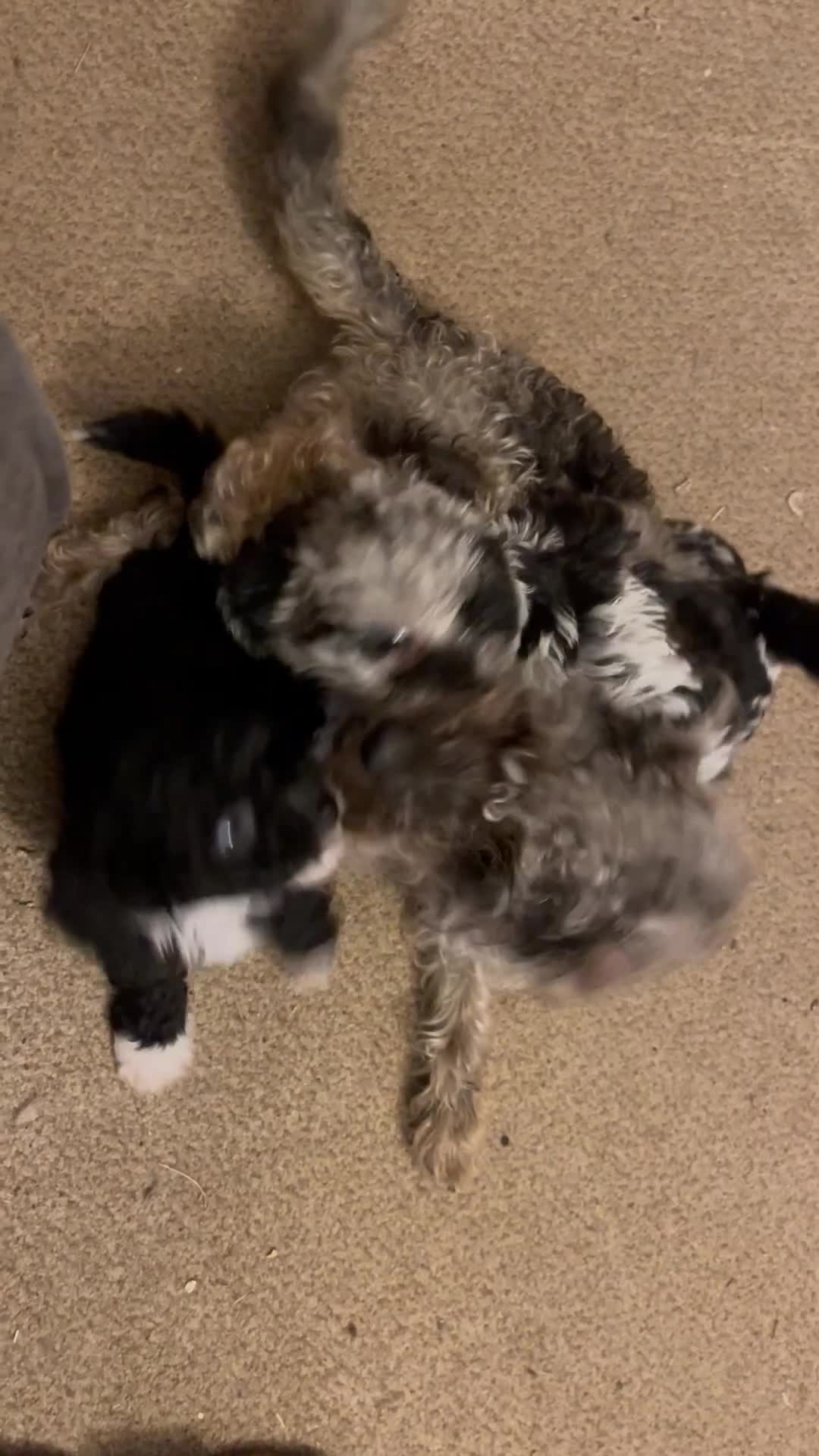Jackapoo dogs for sale: Jackapoo  - Video 4