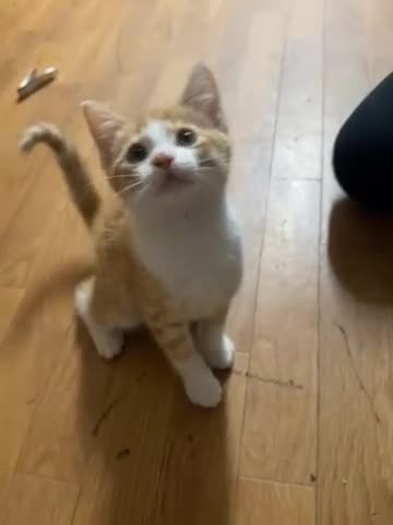 Oregon Rex cats for sale: Small cat  in Castleford - Video 1