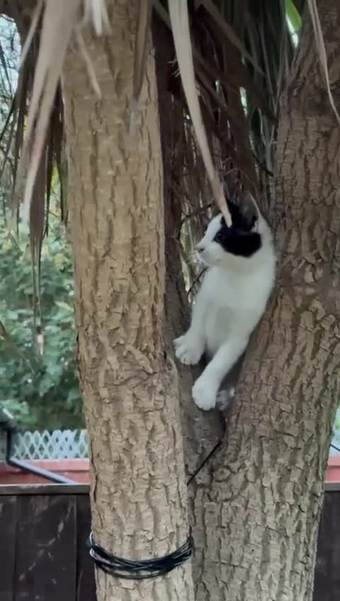 Mixed Breed cats for adoption: Bonded pair of kittens need new home - Video 2