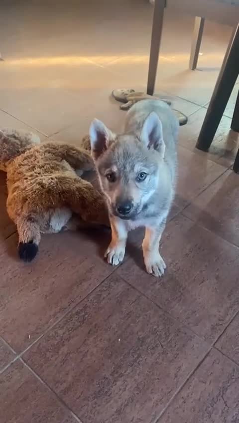 Saarloos Wolfdog dogs for sale: Czechoslovakian Wolfdog Puppies  - Video 2
