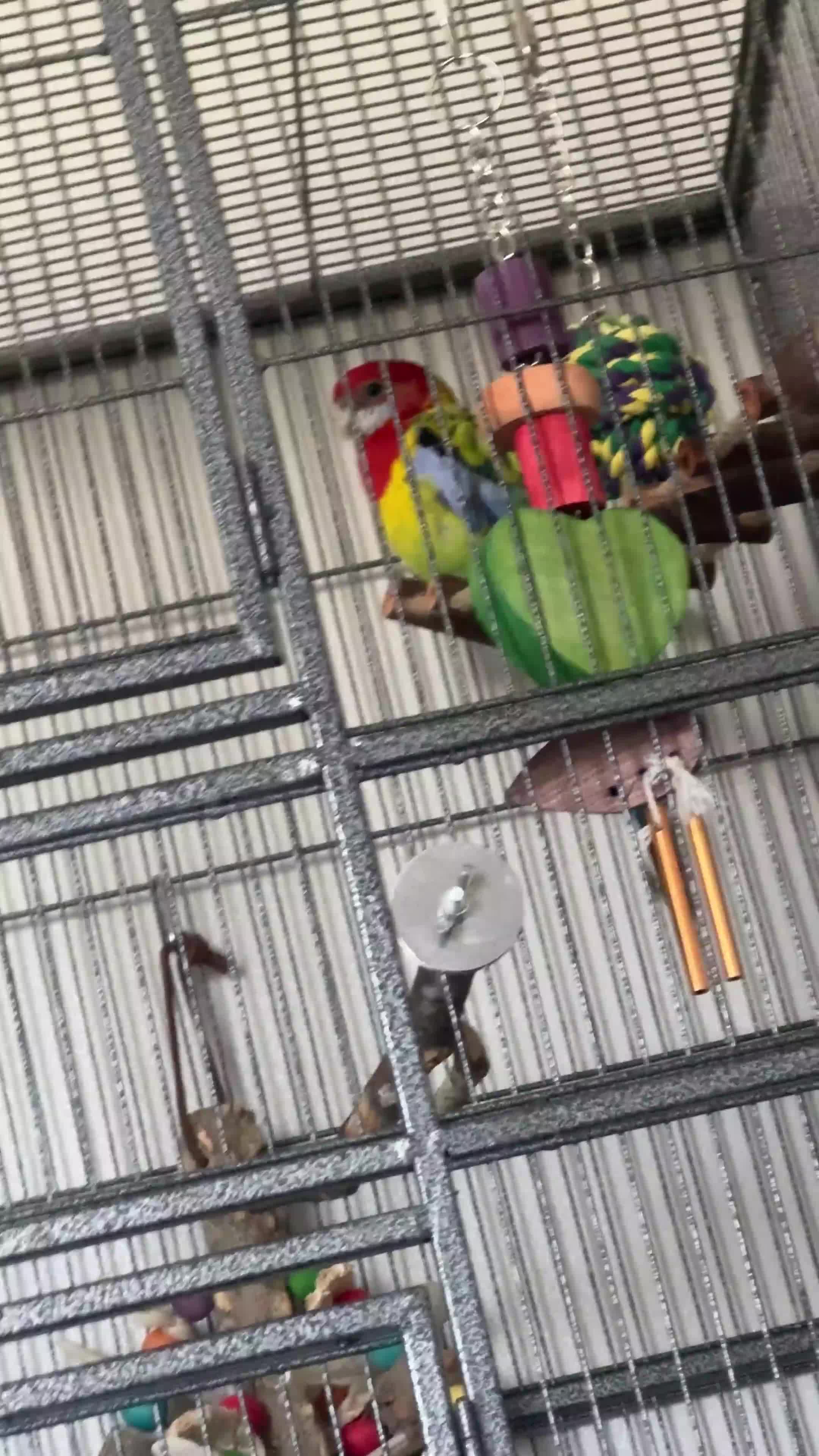 Parakeets birds for sale: Eastern Rosella - Video 1