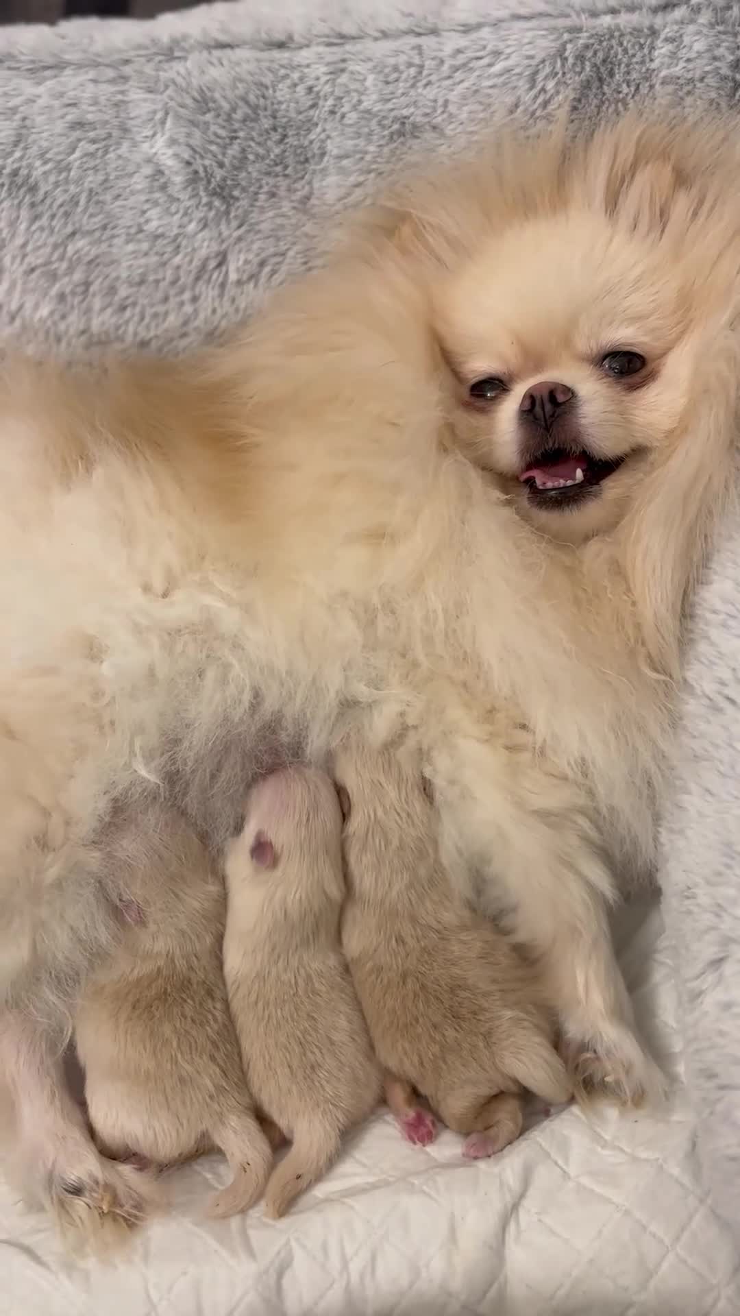 Pomeranian dogs for sale: Teddy Bear Pomeranians  - Video 1