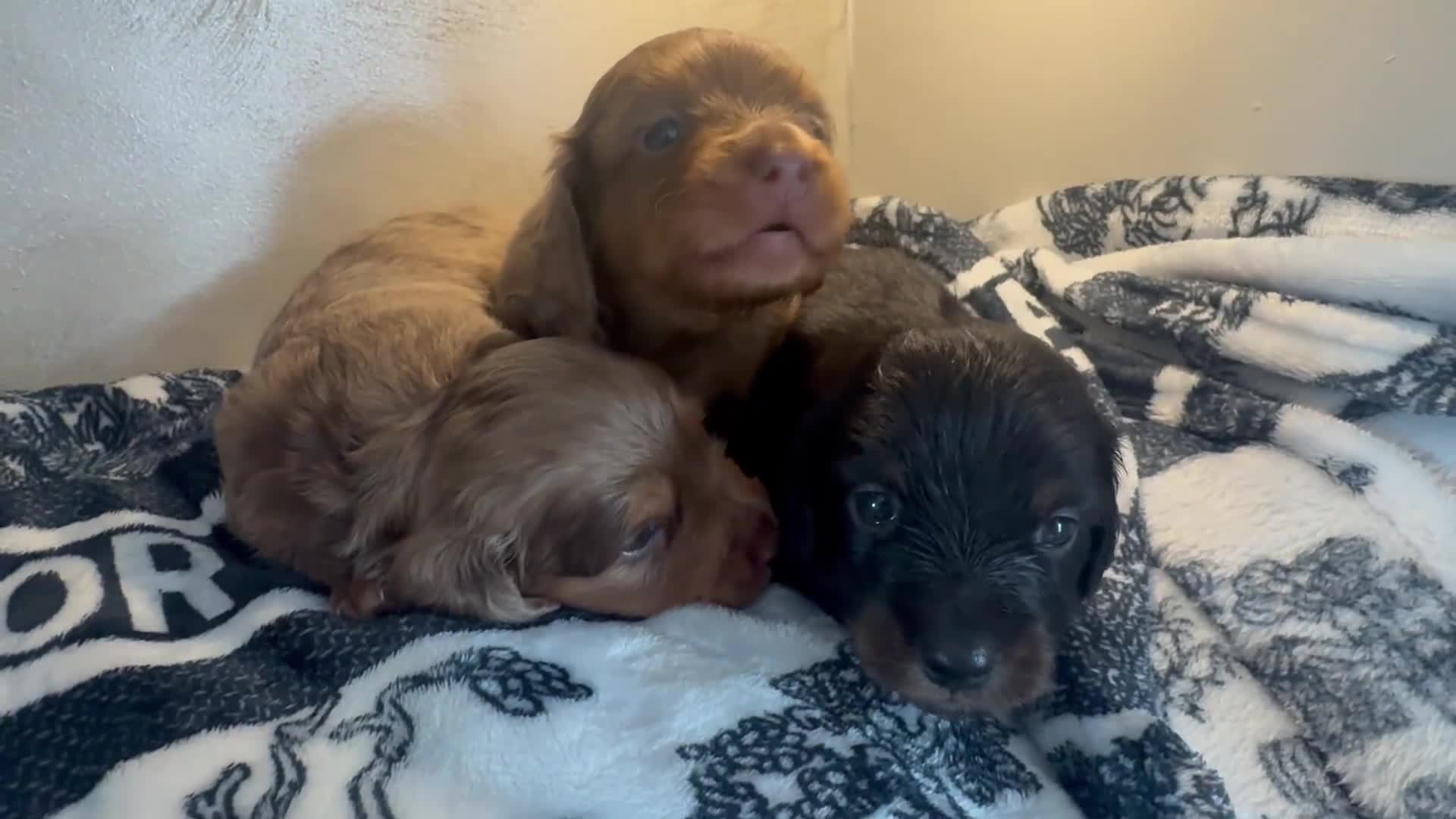 Miniature Dachshund dogs for sale: 3 Beautiful miniature longhair dachshund puppies - Video 1