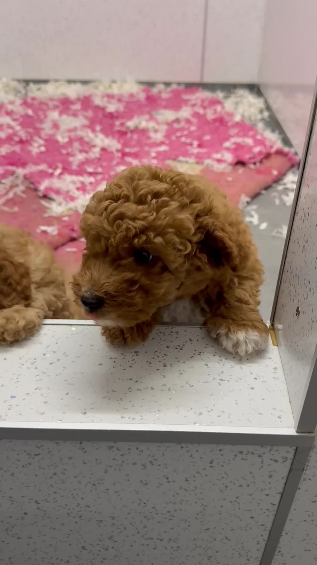 Toy Poodle dogs for sale: Kc reg toy poodles - Video 1