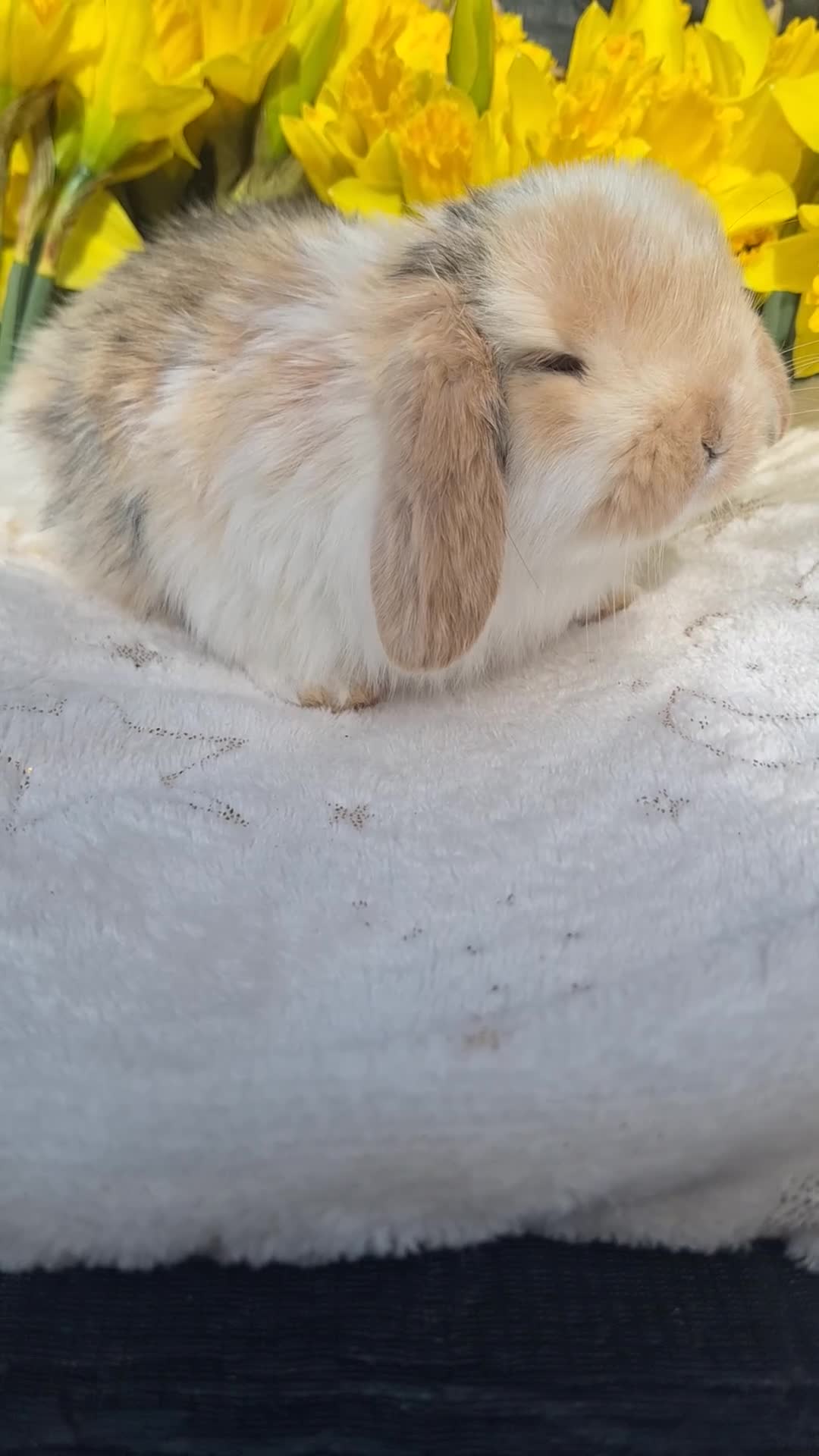 Mini Lop rabbits for sale: Pure bred mini lop babie rabbits 🐇  - Video 4