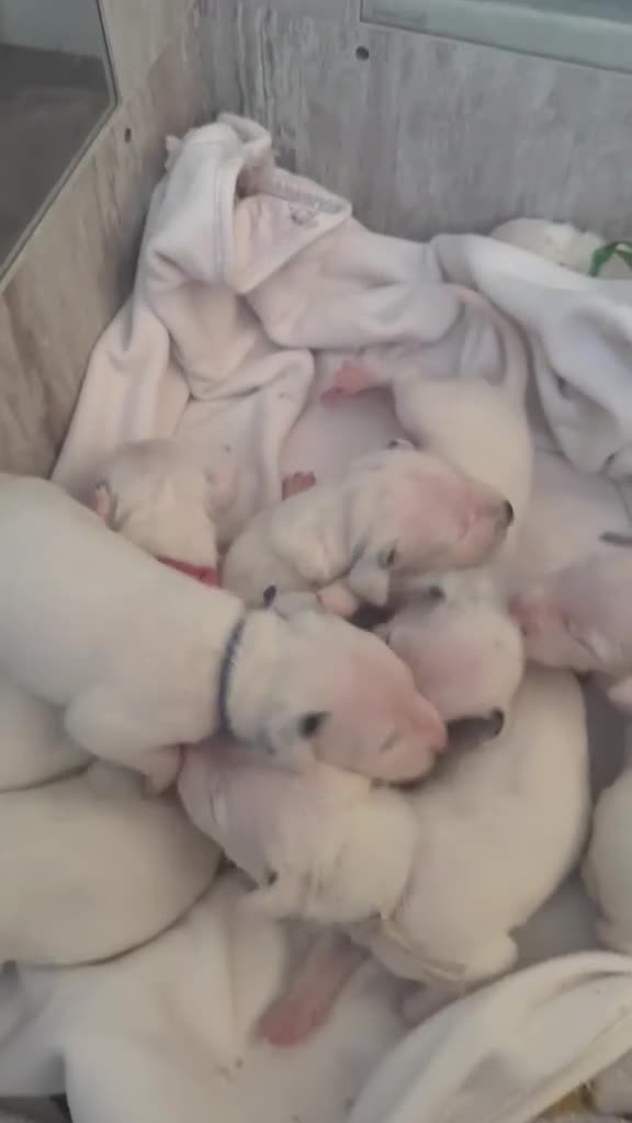 Dalmatian dogs for sale: Beautiful Dalmatian puppies - Video 1
