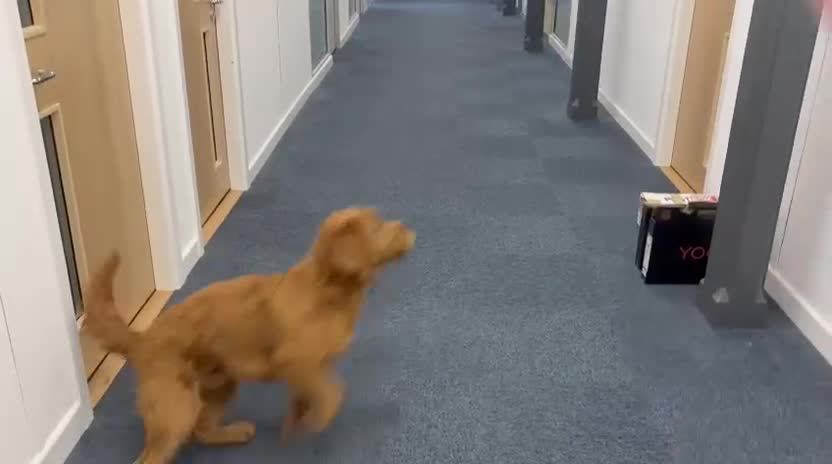 Labradoodle dogs for sale: 10 month old labradoodle for rehoming - Video 2