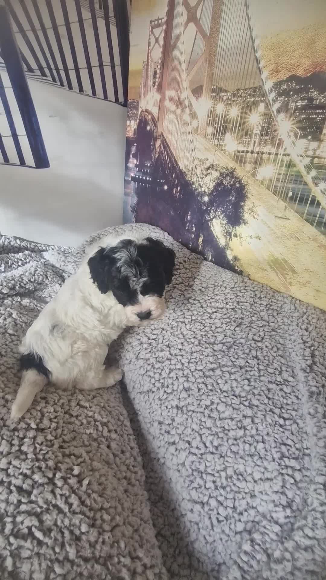 Cockapoo dogs for sale: 4 outstanding cockerpoos  - Video 2