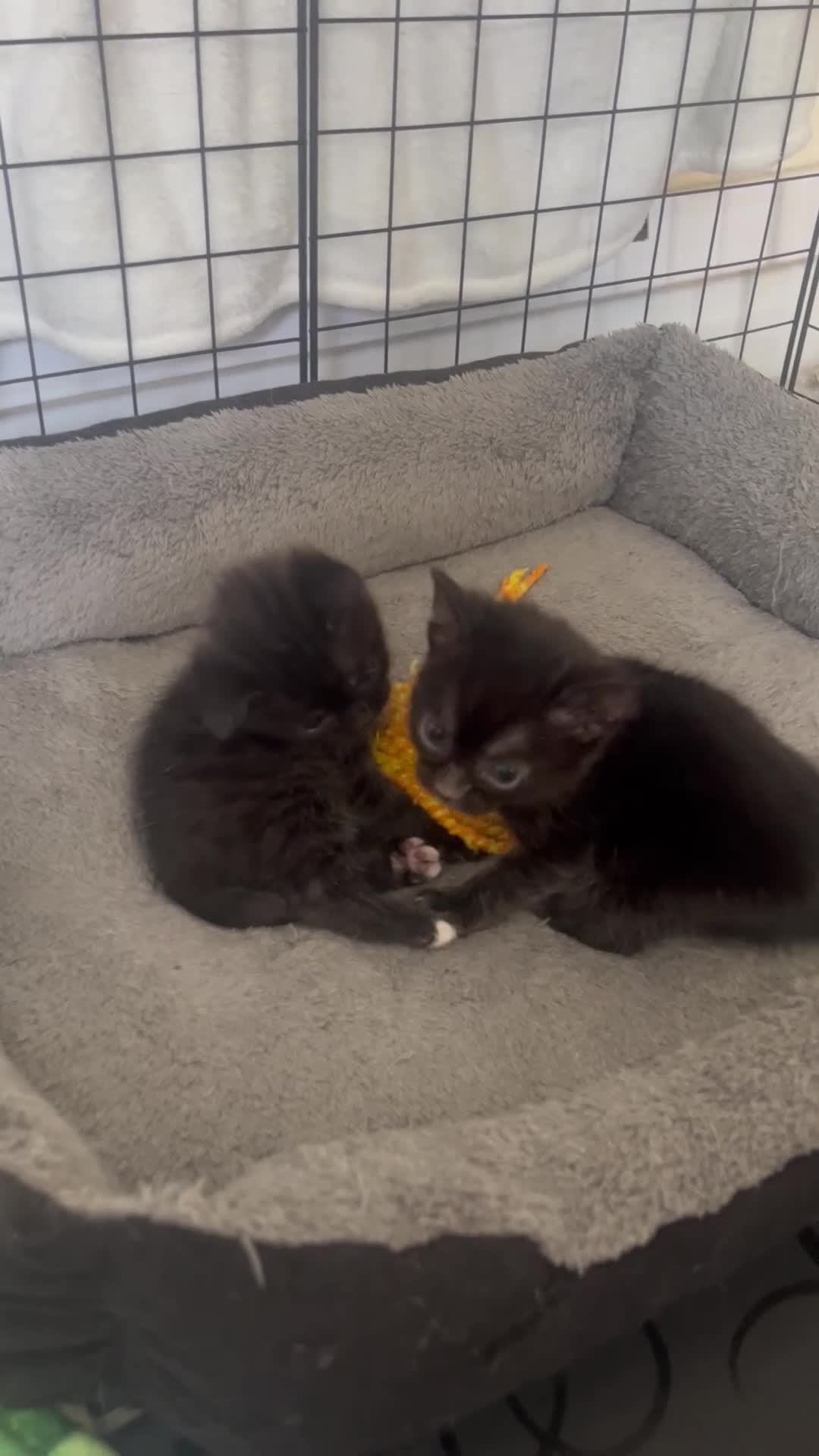 Bengal cats for sale: Beautiful kittens  in Swindon - Video 2