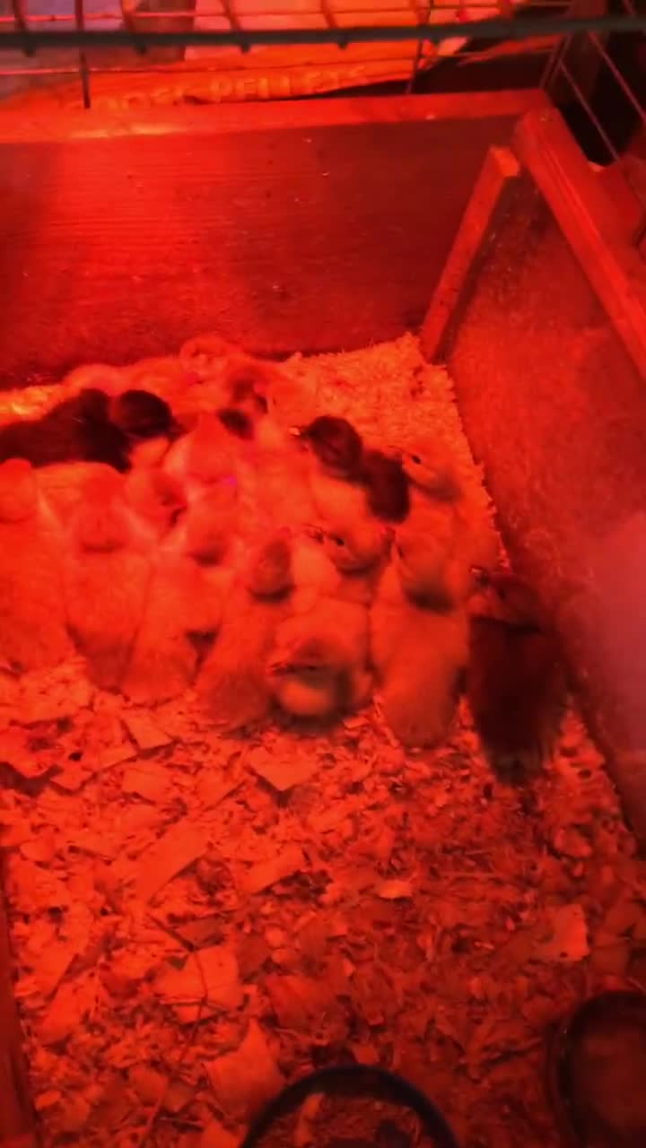 Ducks poultry for sale: Muscovy  - Video 1