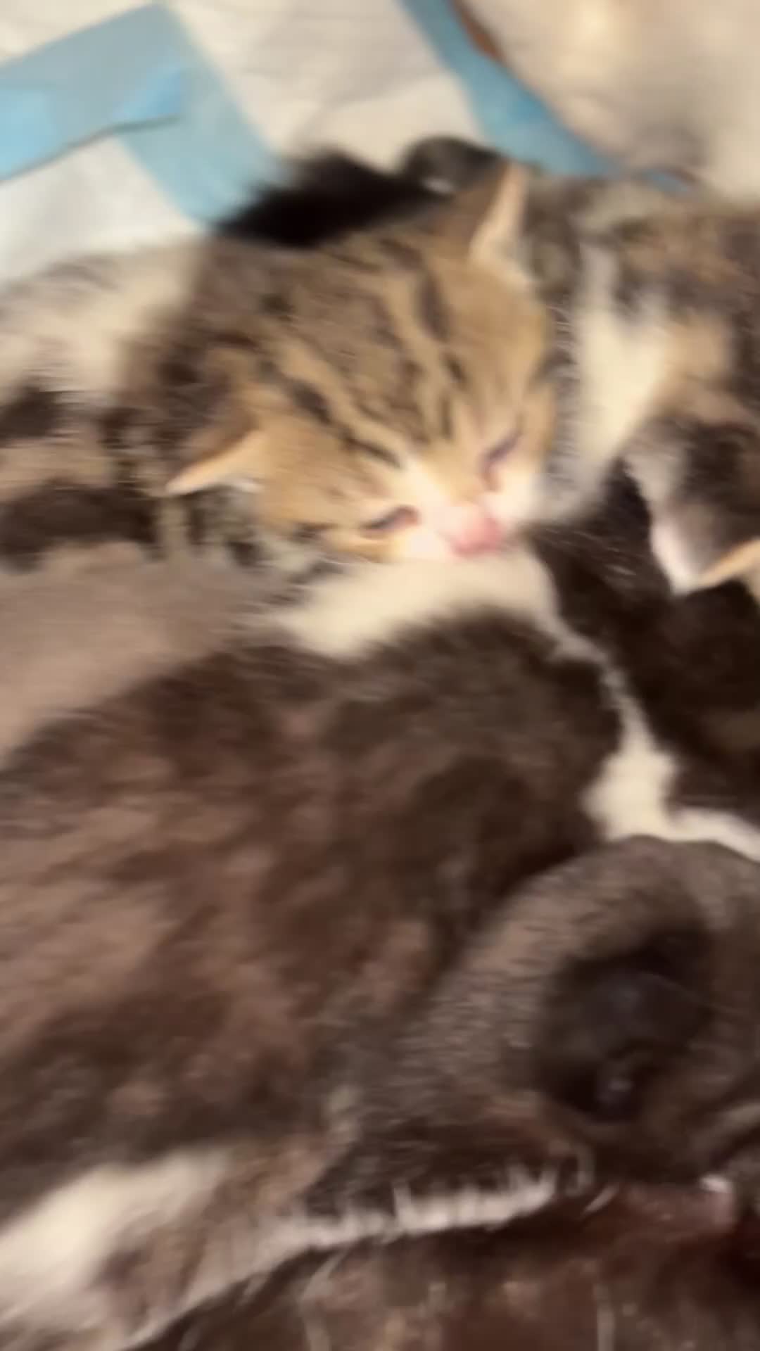 British Shorthair cats for sale: British shorthair kittens  - Video 3
