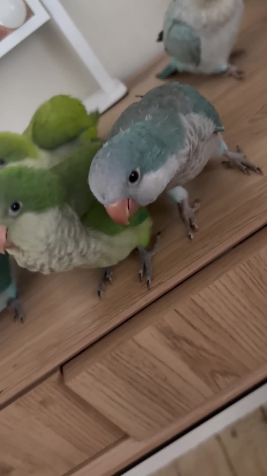 Parrots birds for sale: Silly tame Quaker babies - Video 1
