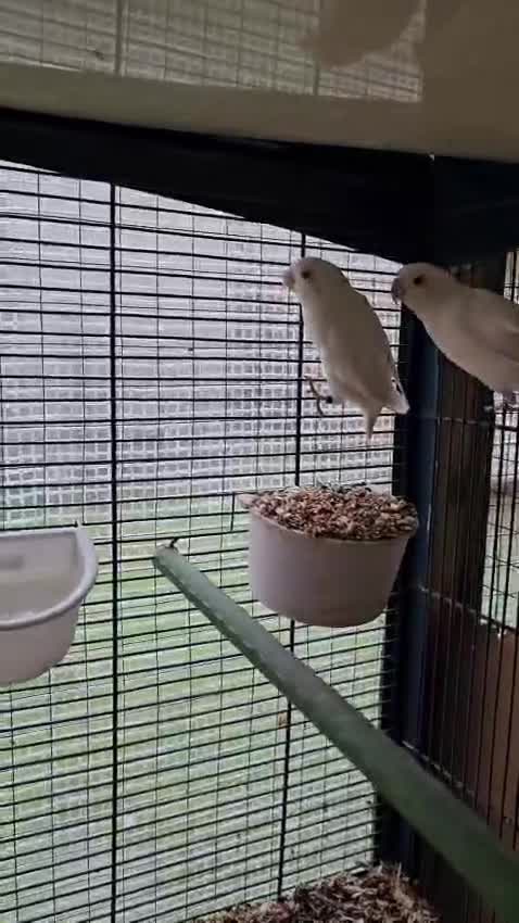 Lovebirds birds for sale: Albinos lovebirds  in Nottingham - Video 1