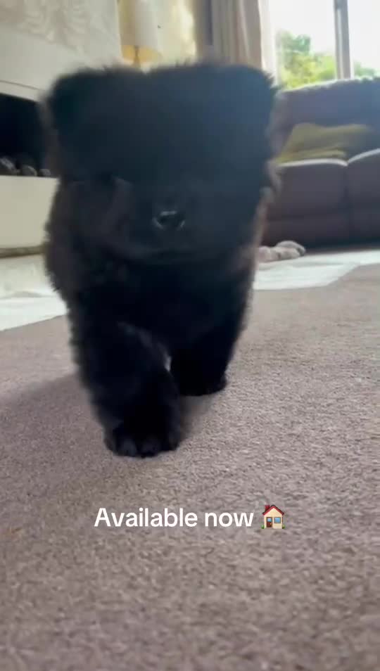 Chow Chow dogs for sale: Chow chow puppy ready to go 20th jan - Video 1