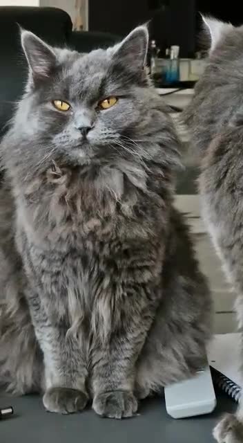 British Longhair cats for sale: Gorgeous lilac British longhair kittens- last girl in London - Video 4