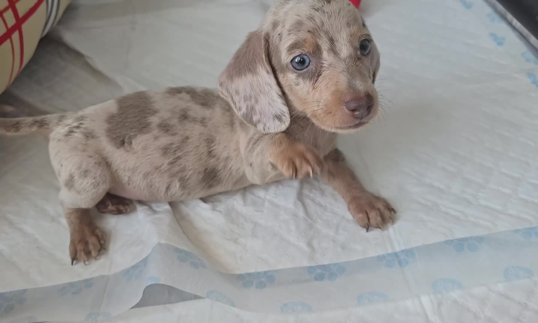 Miniature Dachshund dogs for sale: Mini dachahunds for sale  - Video 3