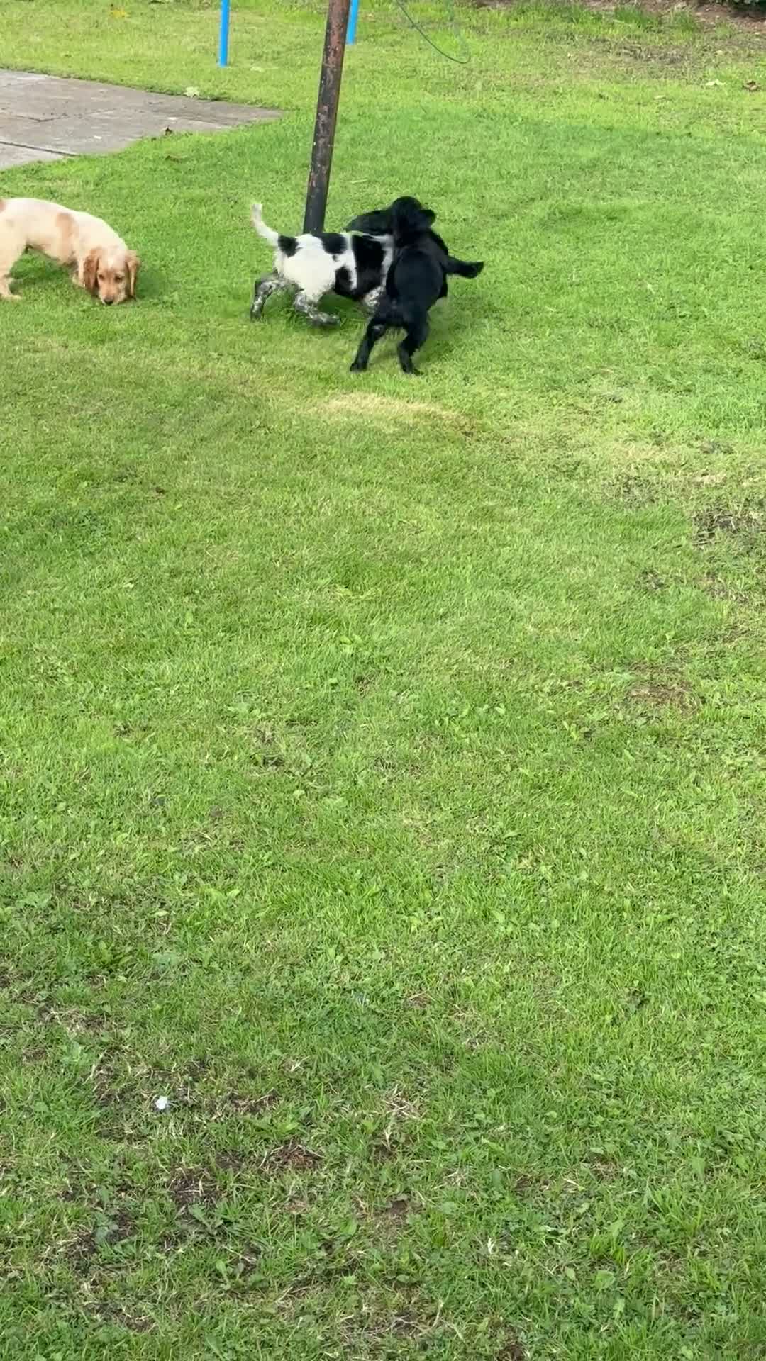 Cocker Spaniel dogs for sale: Cocker Spaniel puppies  - Video 2