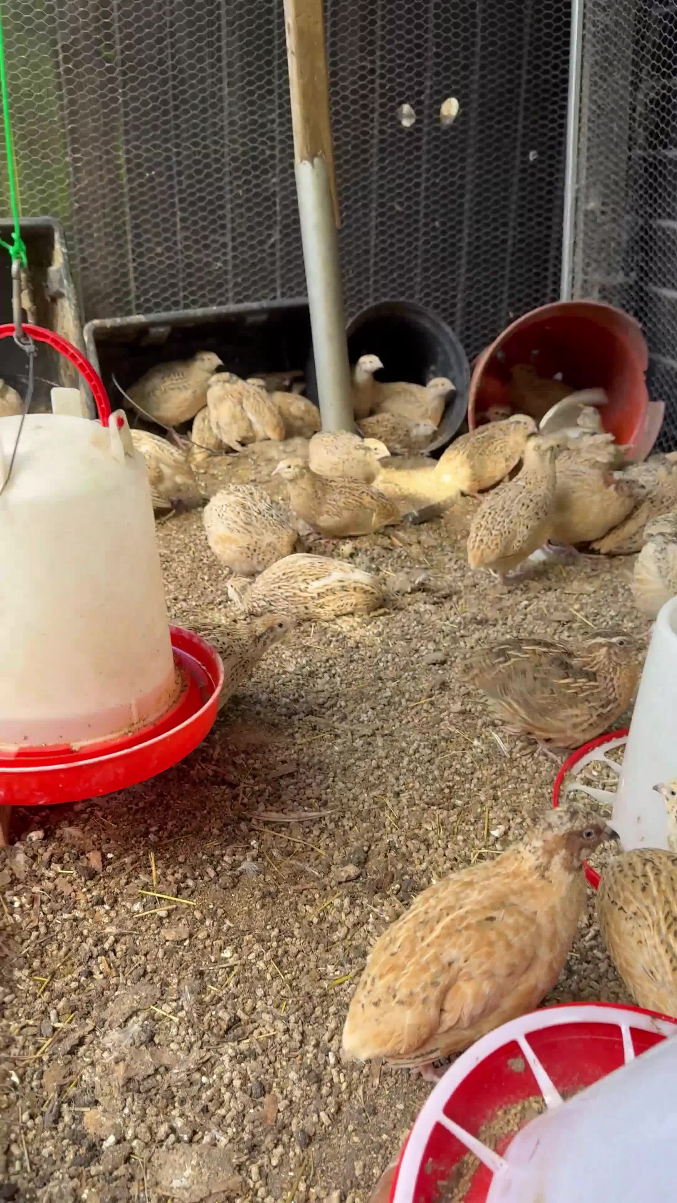 Quail poultry for sale: Jumbo male/female quails ,quality young birds  - Video 1
