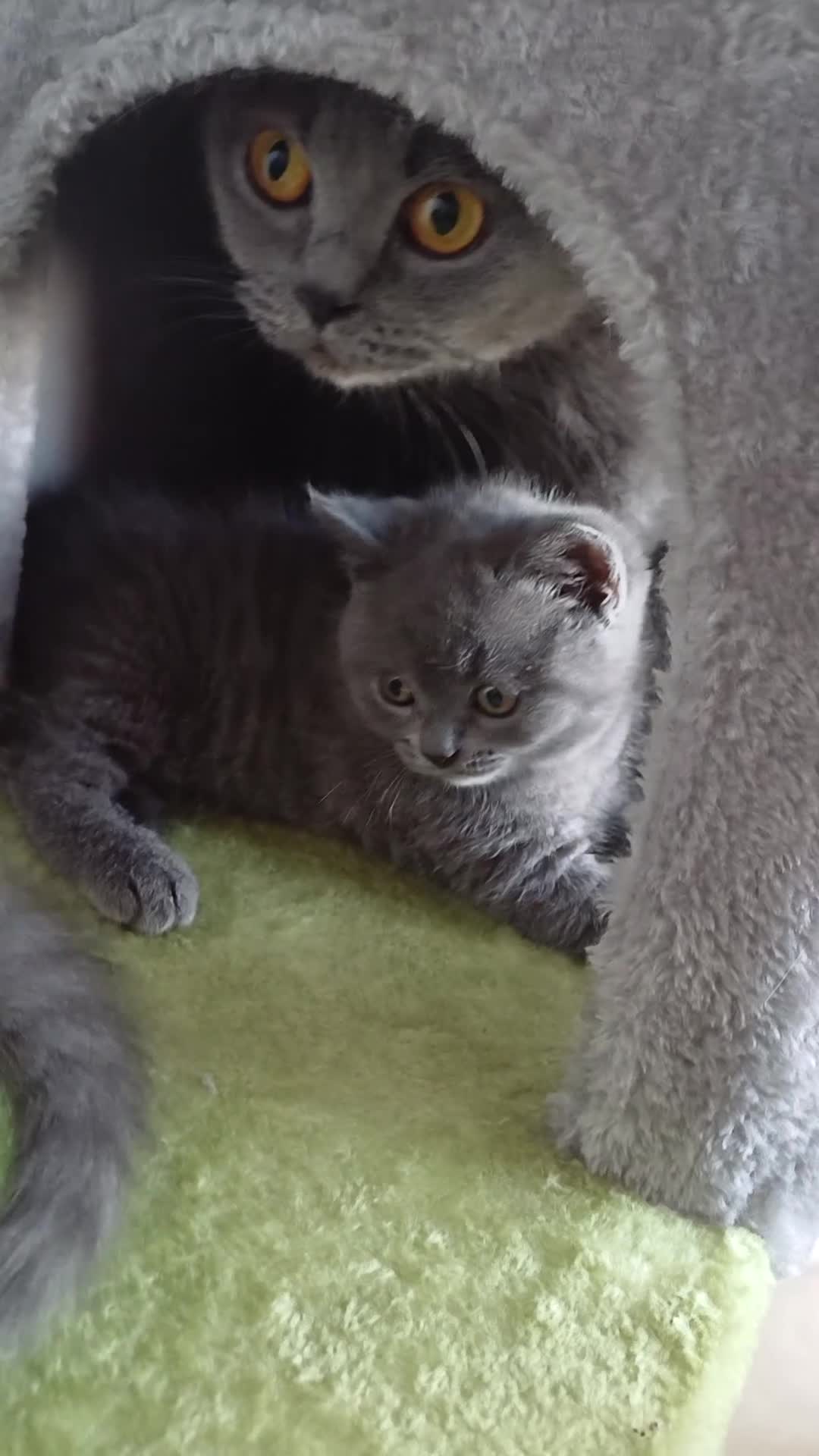 British Shorthair cats for sale: British Blue Shorthair Kittens ♡ - Video 1