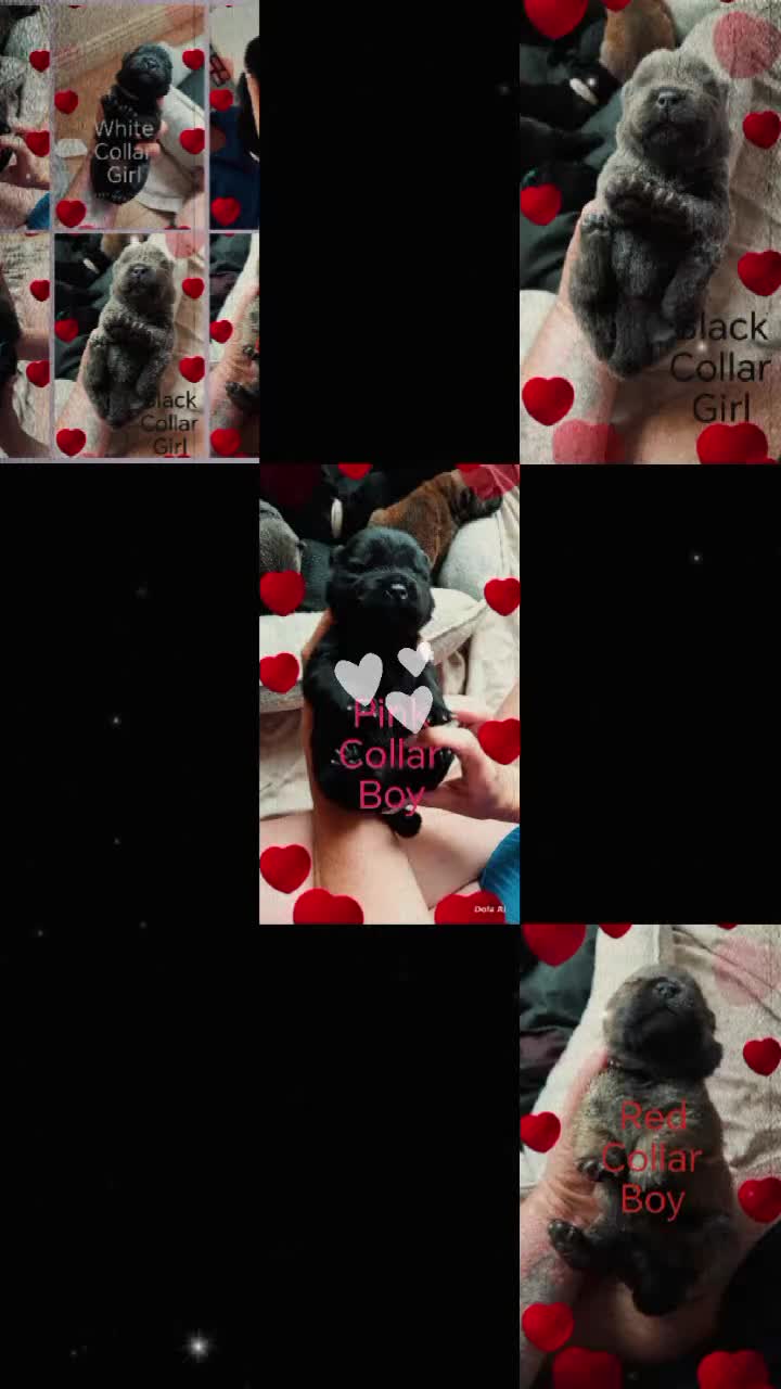 Chow Chow dogs for sale: 🐾 6 KC Registered Chow Chow Puppies 🐾 - Video 1