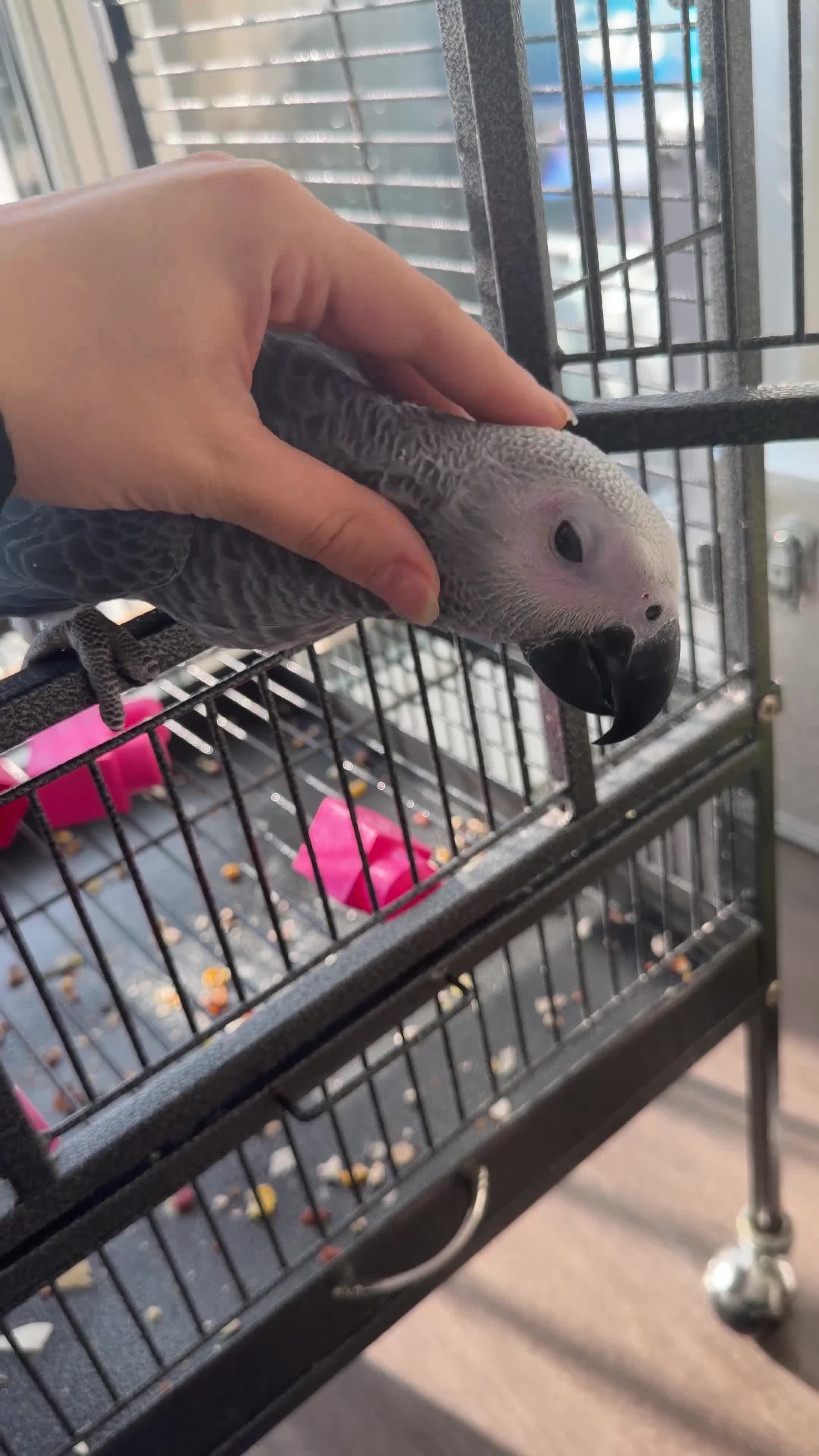 Parrots birds for sale: Hand Reared African Grey Baby - Video 3
