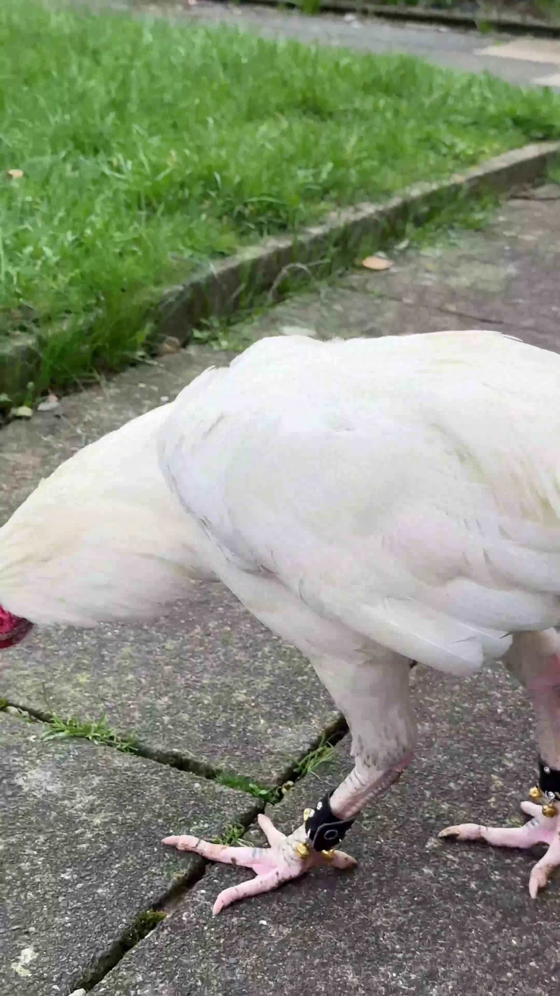 Chickens poultry for sale: Top Quality Pure White Pakistani Aseels - Video 3