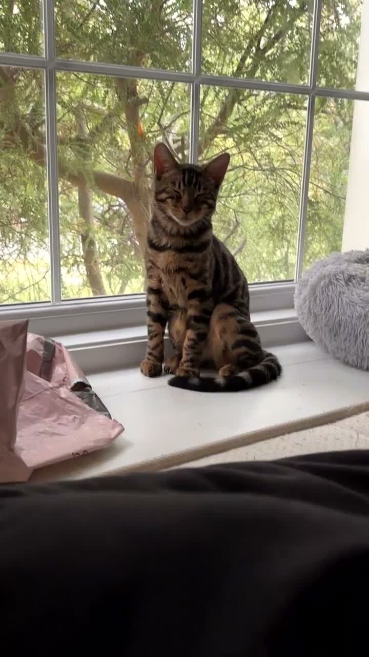 Bengal cats for sale: Kairo 16 month old Boy Bengal in Gillingham - Video 1